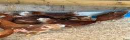 Chickens poultry for sale: Brown hybrid chickens  in Romford - Advert 5