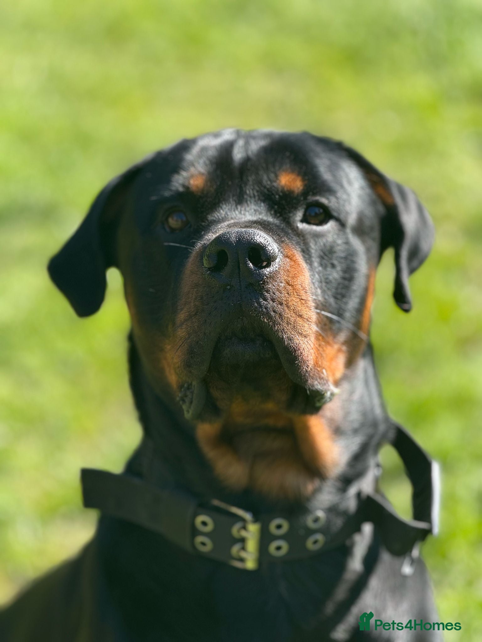 Rottweiler dogs My Name is Bane  - Advert 2