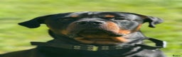 Rottweiler dogs for sale: My Name is Bane  - Advert 1