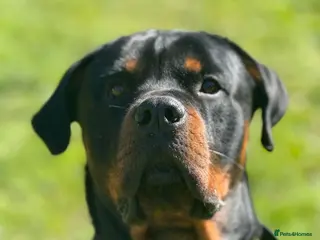 Rottweiler dogs My Name is Bane - Advert 7