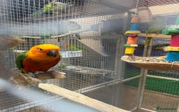 Parrots birds for sale: Available BIRDS/PARAKEETS/PARROTS  - Image 12