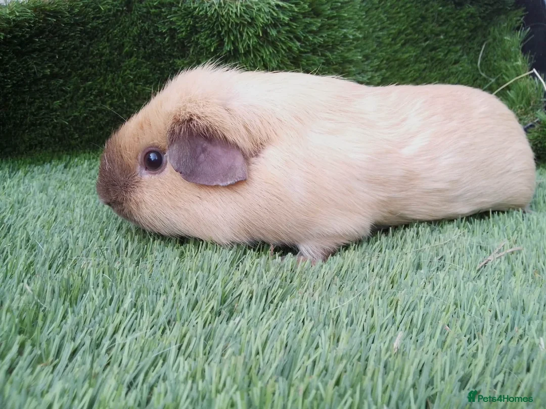 Guinea Pig rodents for sale: Male guinea pigs  - Advert 2