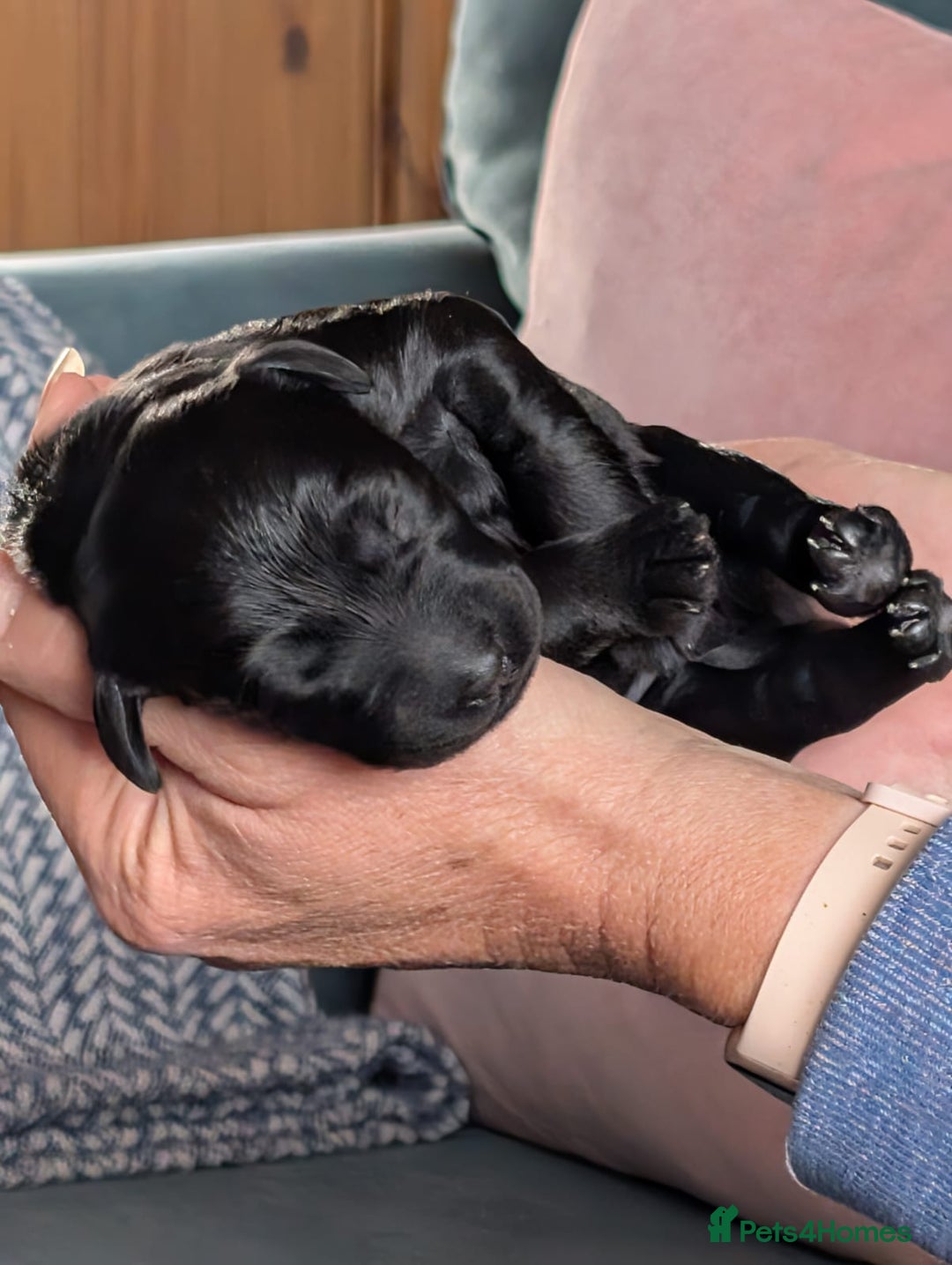 Labradoodle dogs for sale: Gorgeous Labradoodle puppies - Image 5