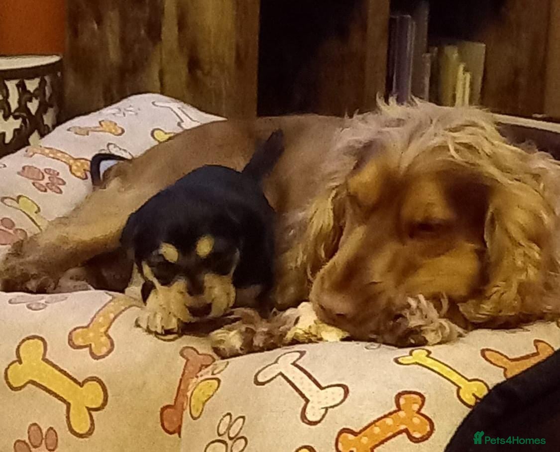 Cocker Spaniel dogs Proven Stud - Gorgeous Cocker Spaniel in Waterlooville - Advert 8