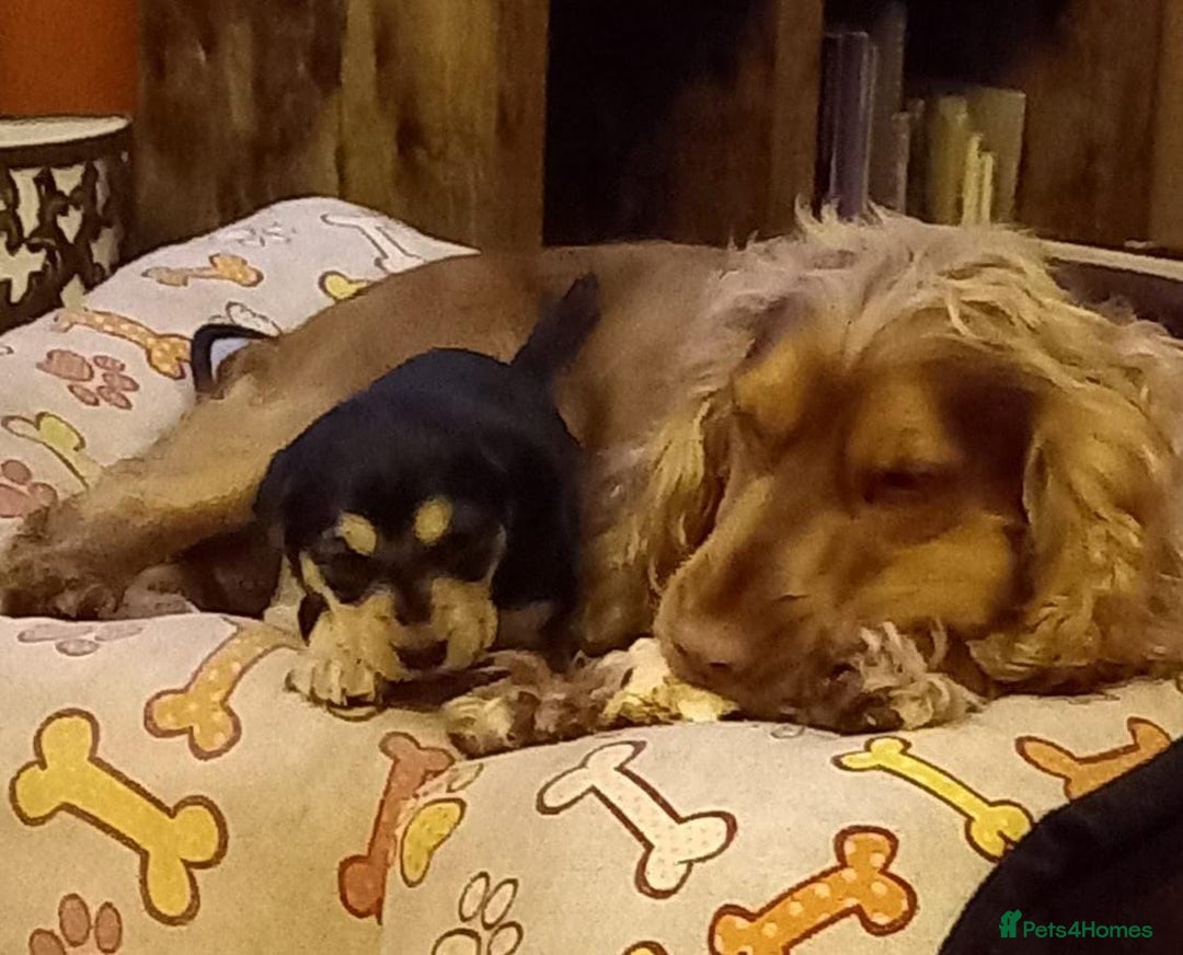 Cocker Spaniel dogs for stud: Gorgeous Cocker Spaniel  in Waterlooville - Image 1