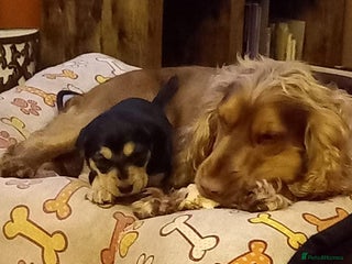 Cocker Spaniel dogs in Waterlooville - Advert 18
