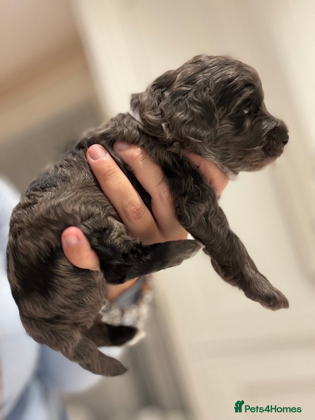 Cockapoo dogs for sale: Cockerpoo FB1 ready to leave  **  Eve  - Advert 8