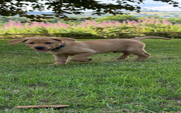 Labrador Retriever dogs for sale: Stunning Fox Red Labrador Puppies - Image 8