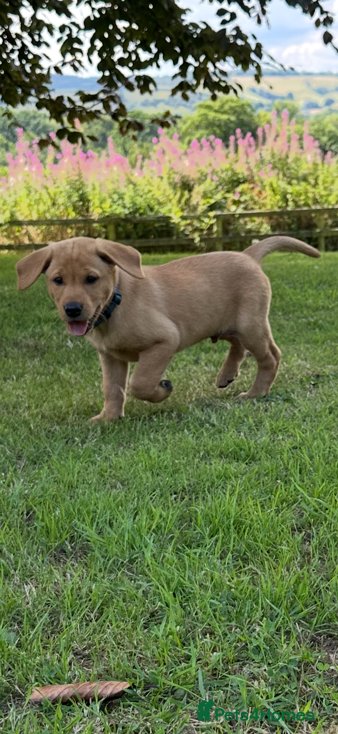 Labrador Retriever dogs for sale: Stunning Fox Red Labrador Puppies - Image 8