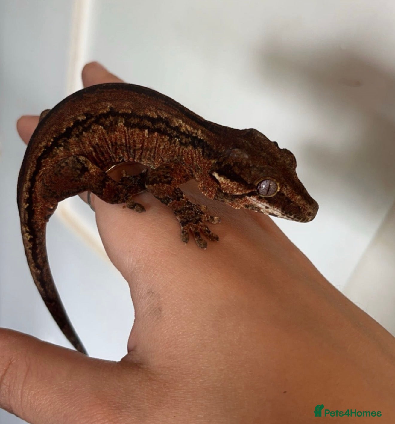 Gecko reptiles Gargoyle Gecko For Sale x 2 Vivs - Advert 3