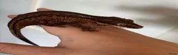 Gecko reptiles for sale: Gargoyle Gecko For Sale x 2 Vivs - Advert 1