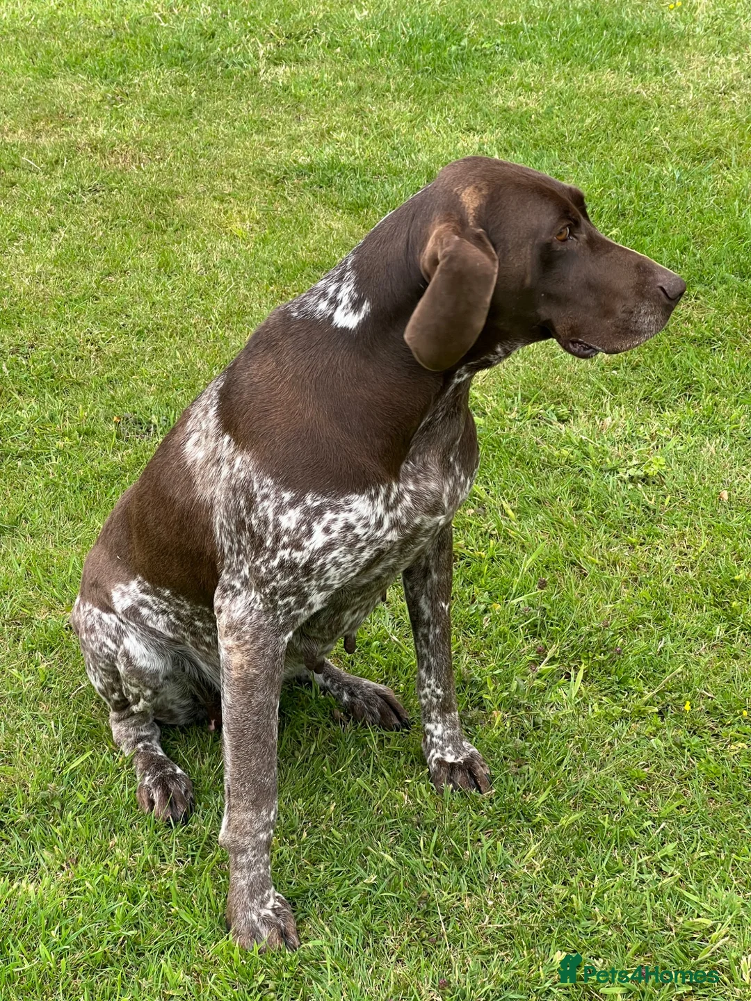 German Shorthaired Pointer dogs for sale: Beautiful KC Registered Female GSP | 5 Years Old  in Ilford - Advert 2