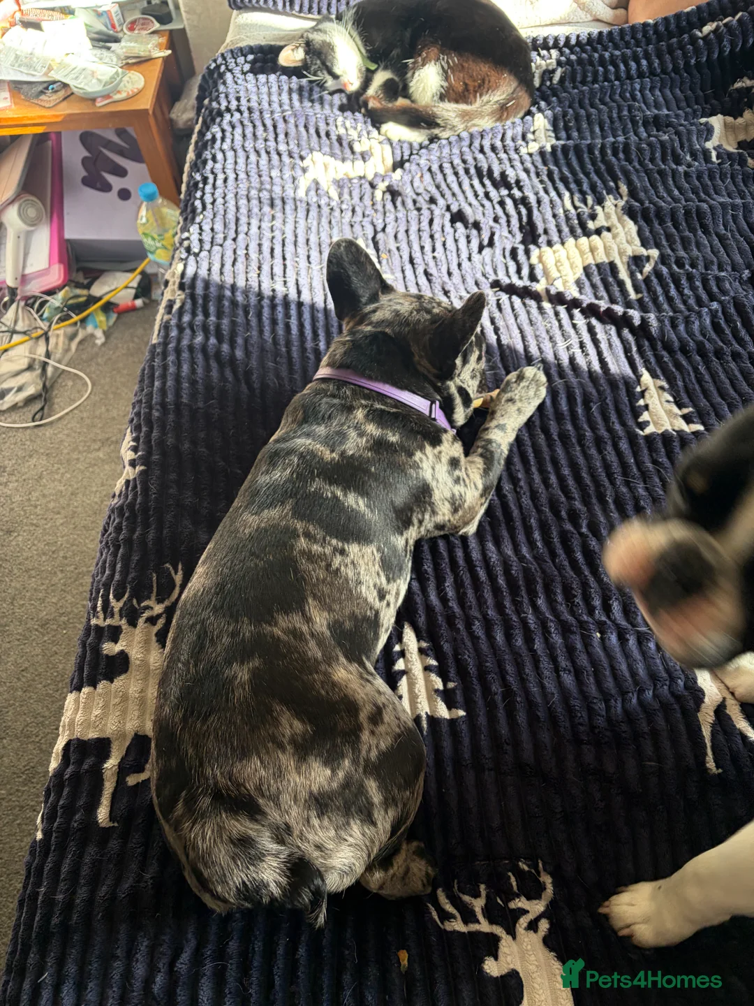 French Bulldog dogs for sale: Lilac Merle French Bull Dog in Barnsley - Advert 2