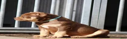 American Bully dogs for sale: READY NOW American Bullys  - Advert 7
