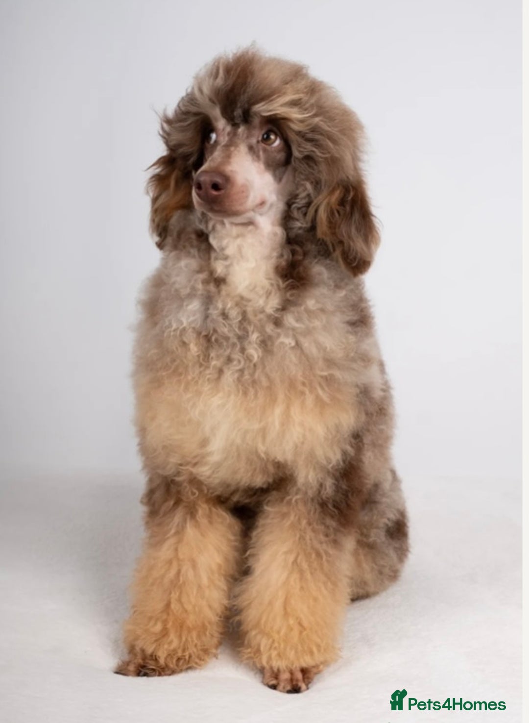Bernedoodle dogs for sale: Miniature F1bs Bernedoodle Waiting List - Image 6