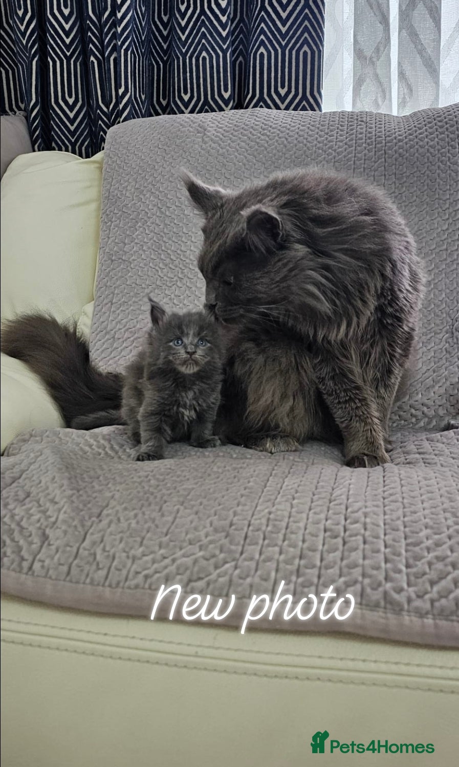 Maine Coon cats for sale: Giant Maine Coon  - Advert 11