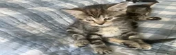 Mixed Breed cats for sale: Scottish Fold /Straight mixed breed kittens, ready - Advert 6