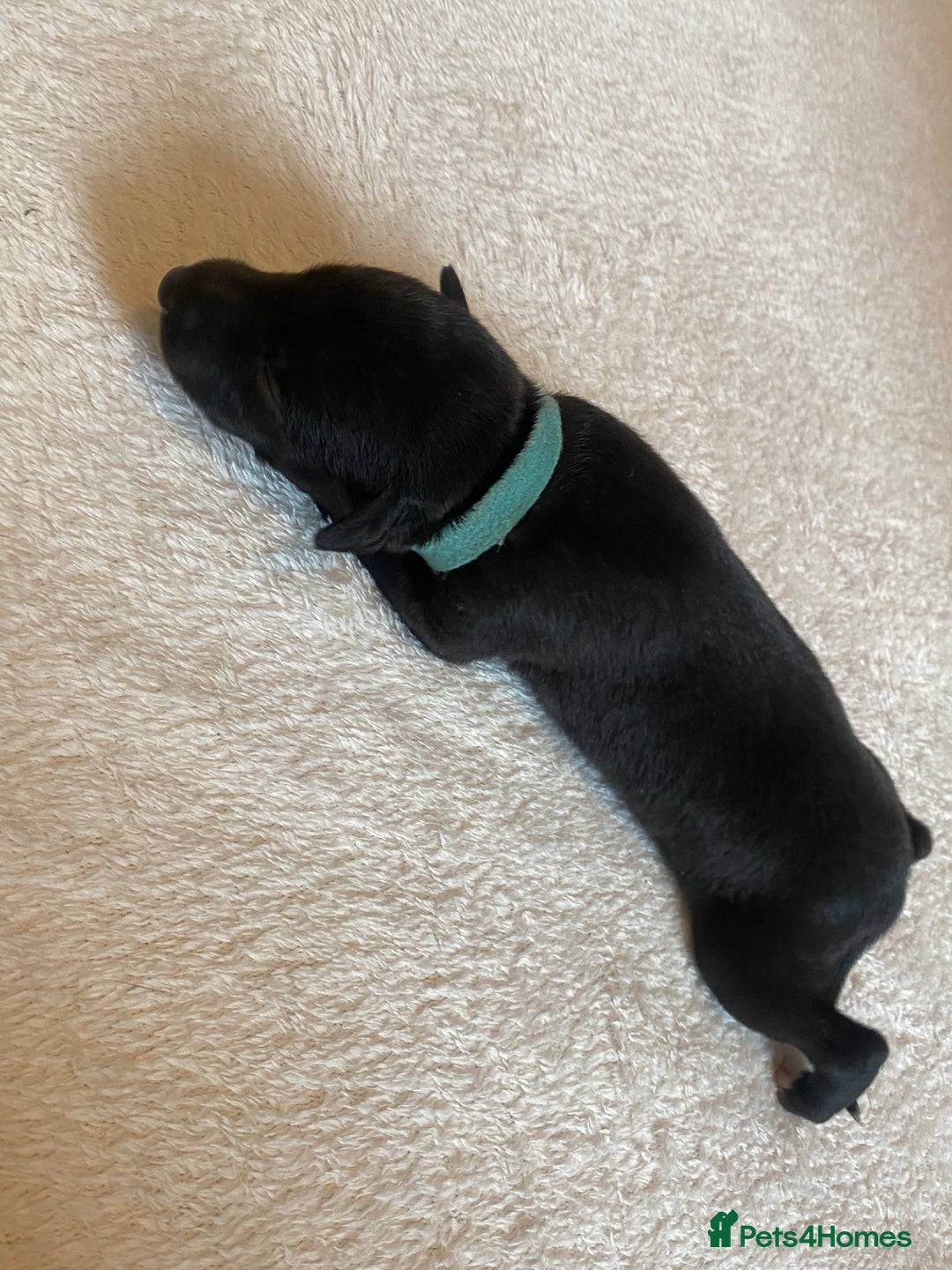 Whippet dogs for sale: 6 Stunning KC Pedigree Whippet Puppies - Image 4