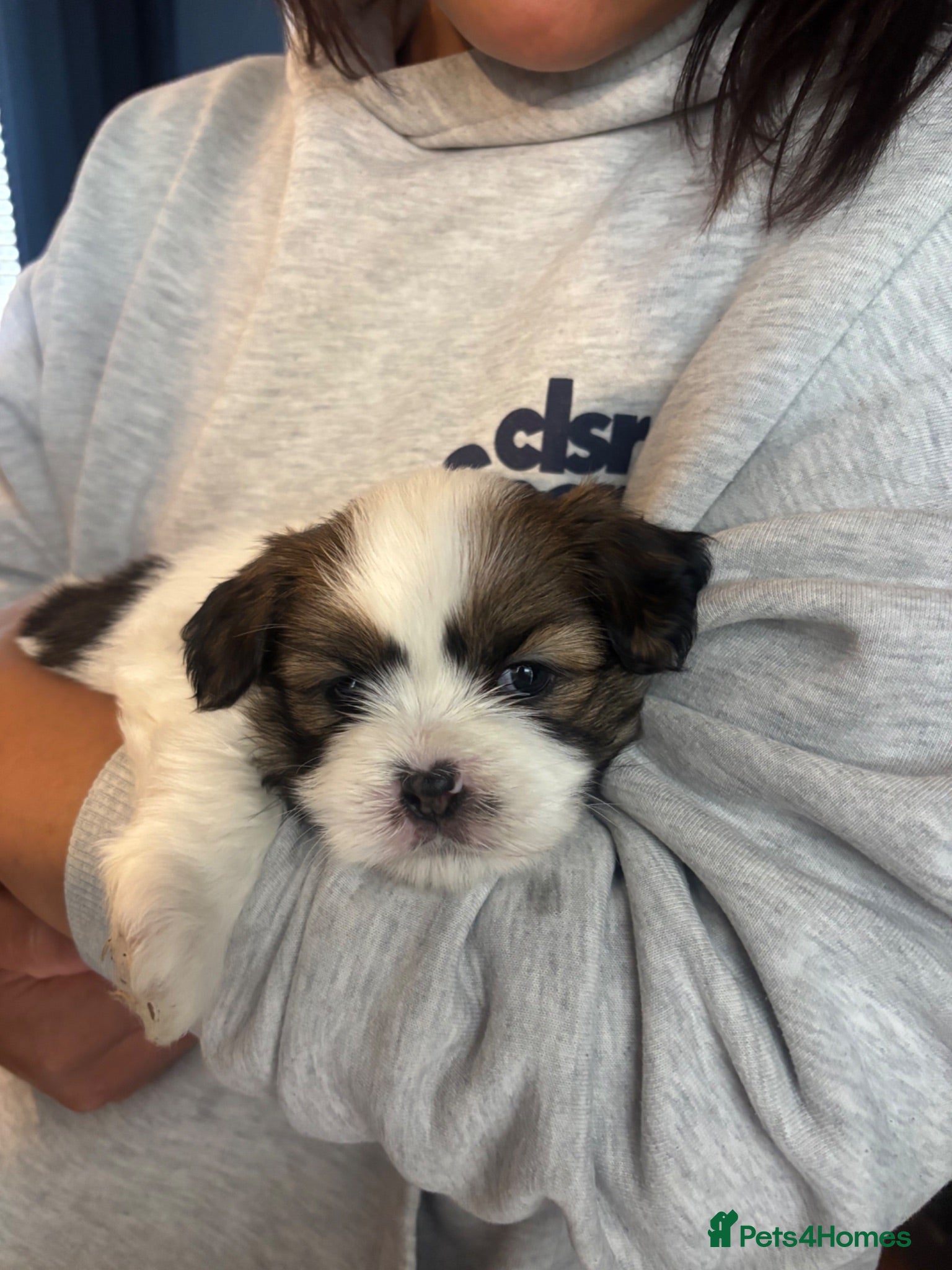 Mixed Breed dogs Lhasapoo puppies  - Advert 2