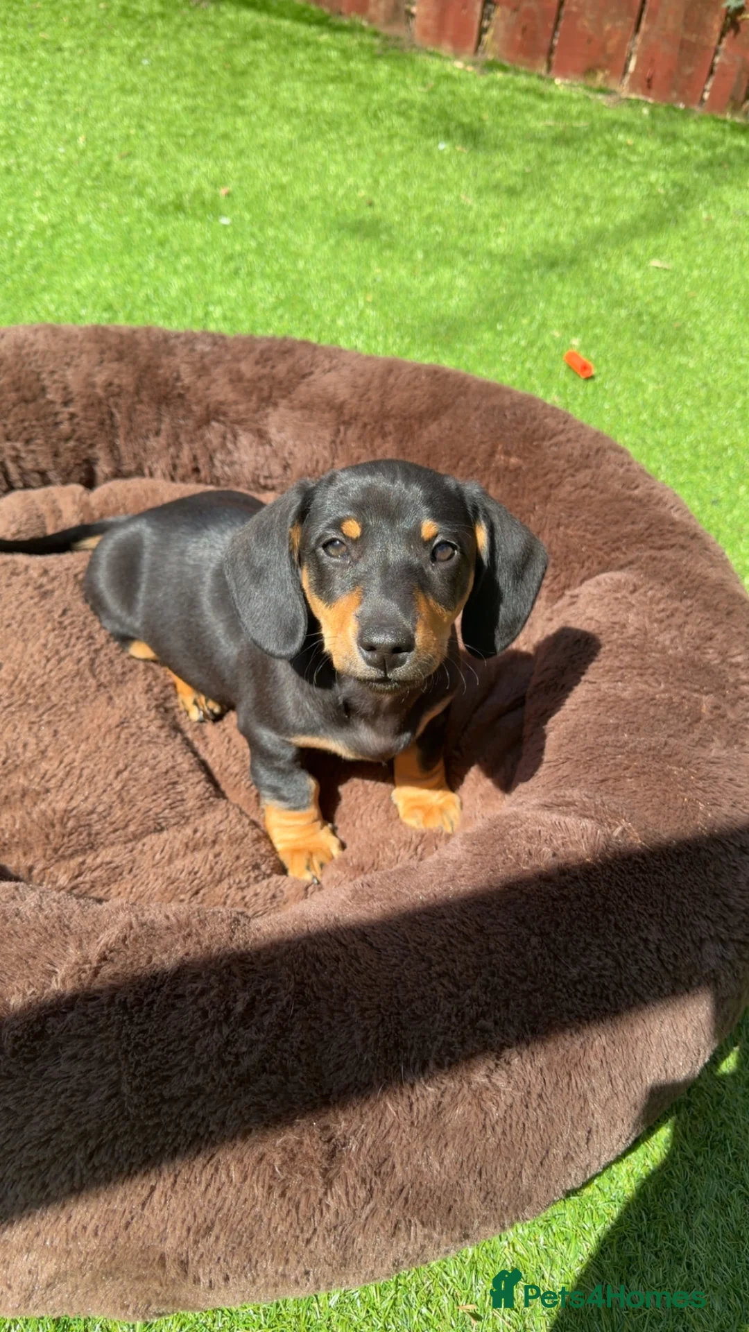 Dachshund dogs for sale: Miniature double dapple dachshund in Darlington - Advert 2
