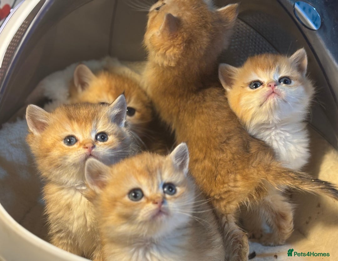 British Shorthair cats for sale: Full Pedigree Golden tipped British Shorthair - Advert 15