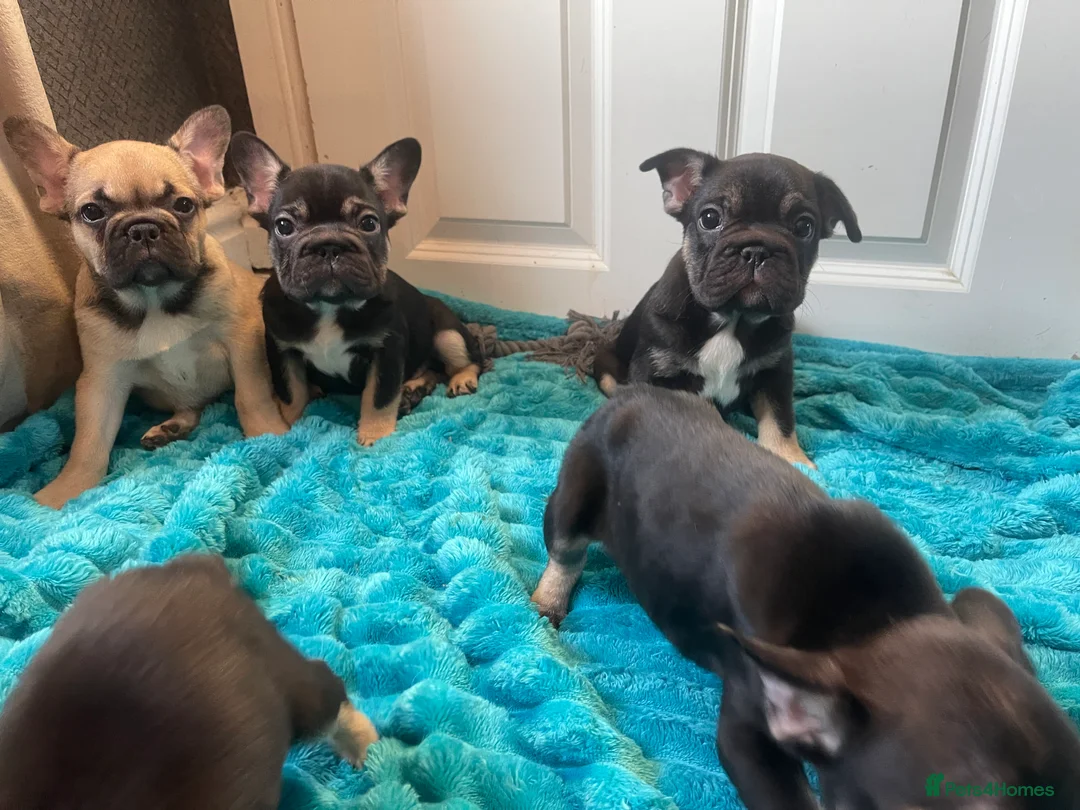 French Bulldog dogs for sale: 5 Frenchie pups ready for their forever homes🐶🏡 - Advert 2