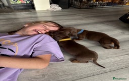 Miniature Dachshund dogs for sale: Miniature dachshund puppies  - Image 35