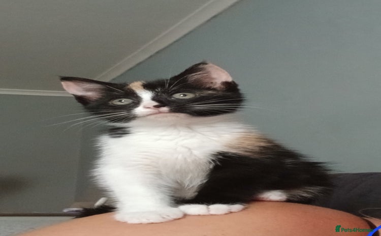 Mixed Breed cats - Advert 2