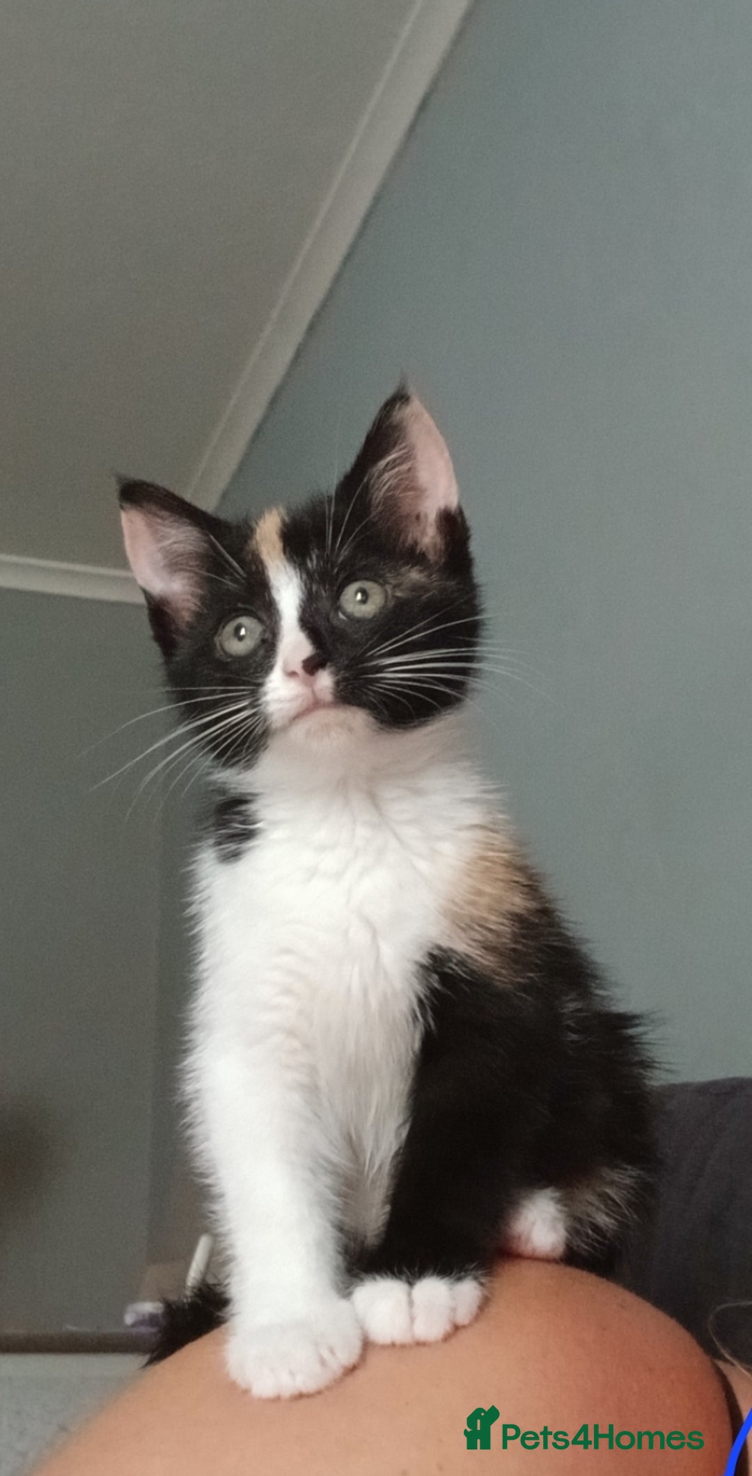 Mixed Breed cats for sale: Loving kitten - Image 1