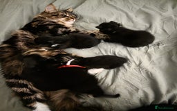 Maine Coon cats for sale: Maine Coon Kittens - Image 5