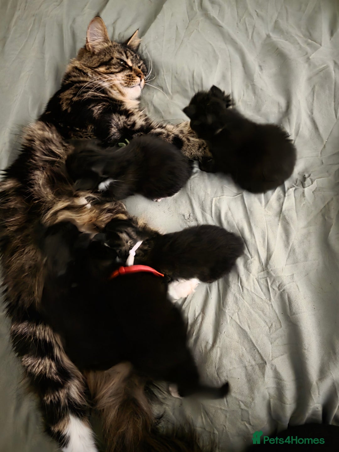 Maine Coon cats for sale: Maine Coon Kittens - Image 5