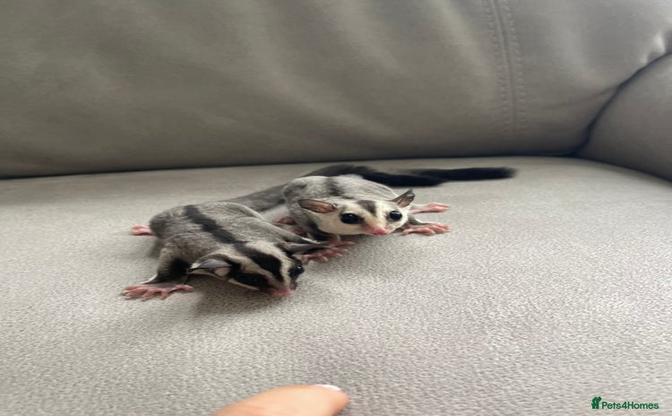 Sugar Glider rodents - Advert 1