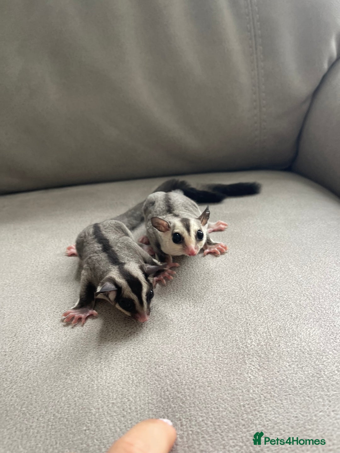 Sugar Glider rodents for sale: Male and Female Sugar Glider Siblings - Image 1