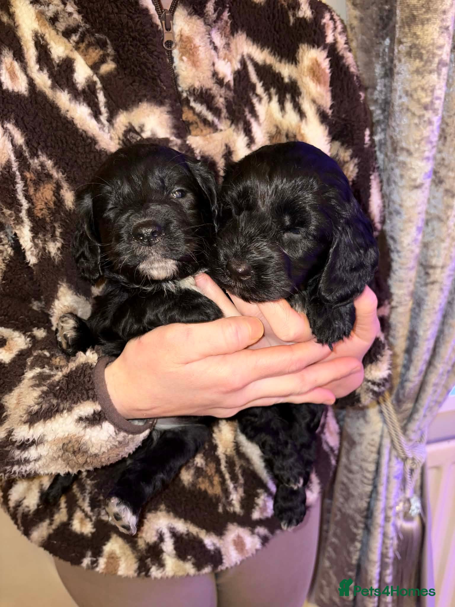 Cockapoo dogs Cockapoo puppies  - Advert 18