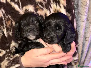 Cockapoo dogs Cockapoo puppies - Advert 18