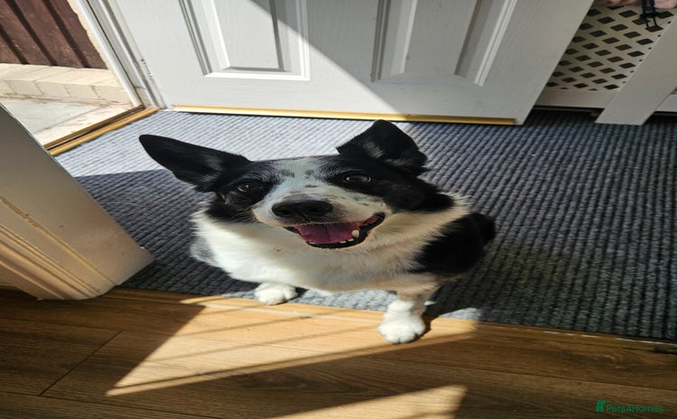 Border Collie dogs - Advert 3