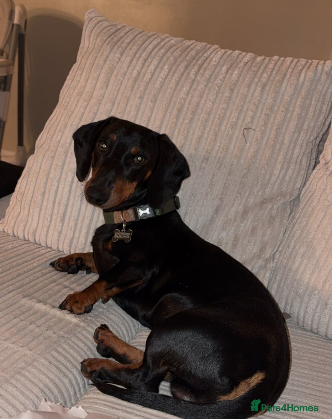 Dachshund dogs for sale: Make sausage dog - Image 1