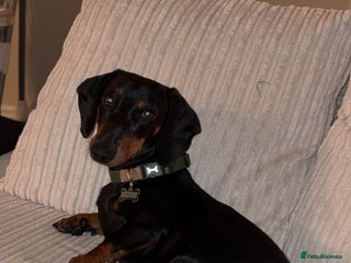 Dachshund dogs - Advert 31