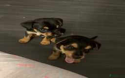 Jack Russell dogs for sale: 2 JACK RUSSELL BOYS - Image 1