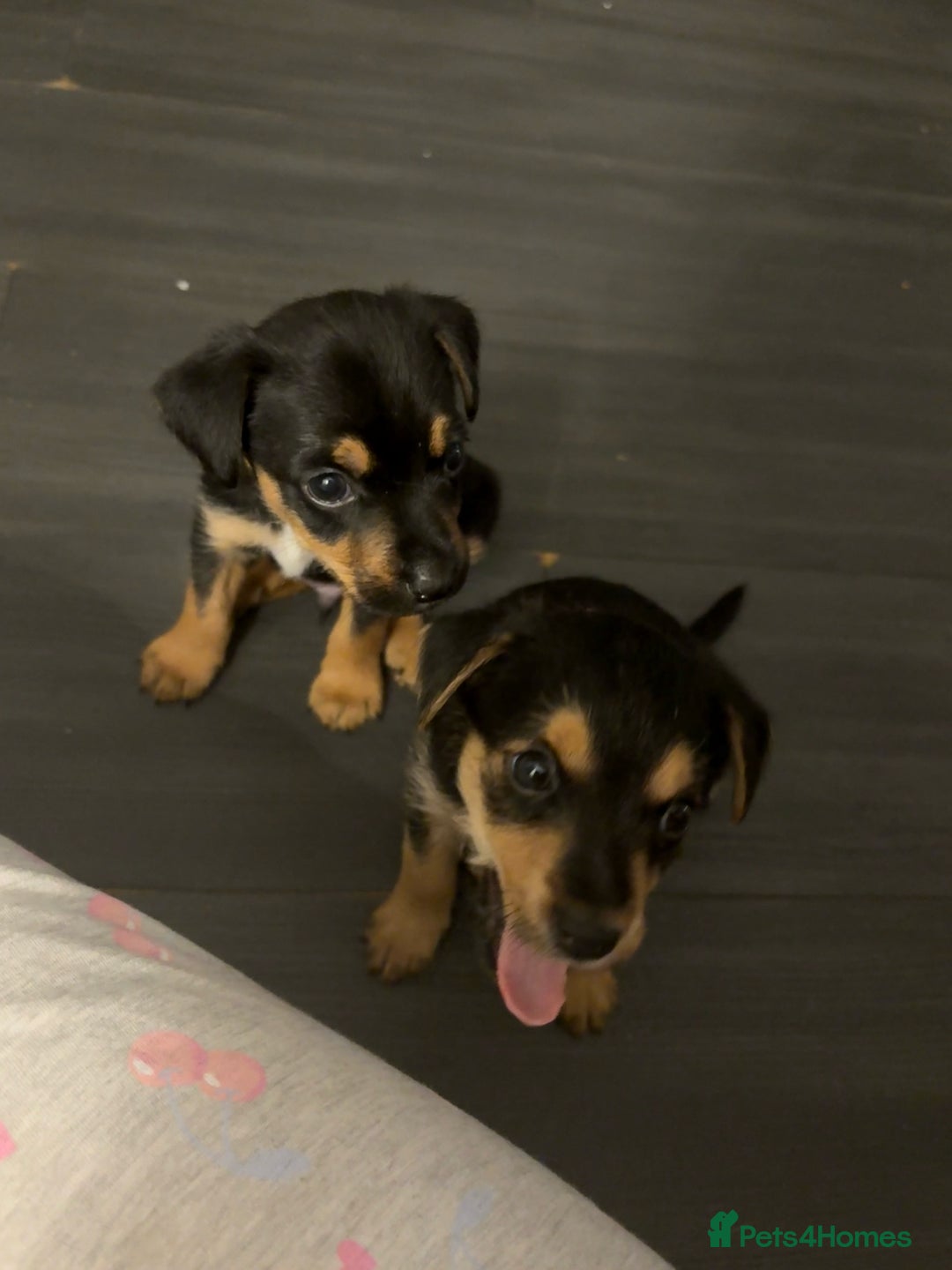 Jack Russell dogs for sale: 2 JACK RUSSELL BOYS - Image 1