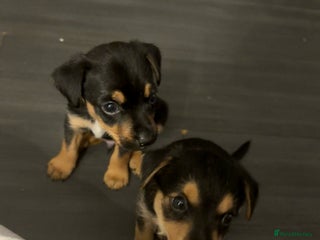 Jack Russell dogs - Advert 6