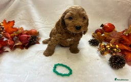 Cockapoo dogs for sale: 4 f1 cockapoo puppies - Image 2