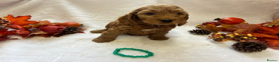 Cockapoo Puppy 1