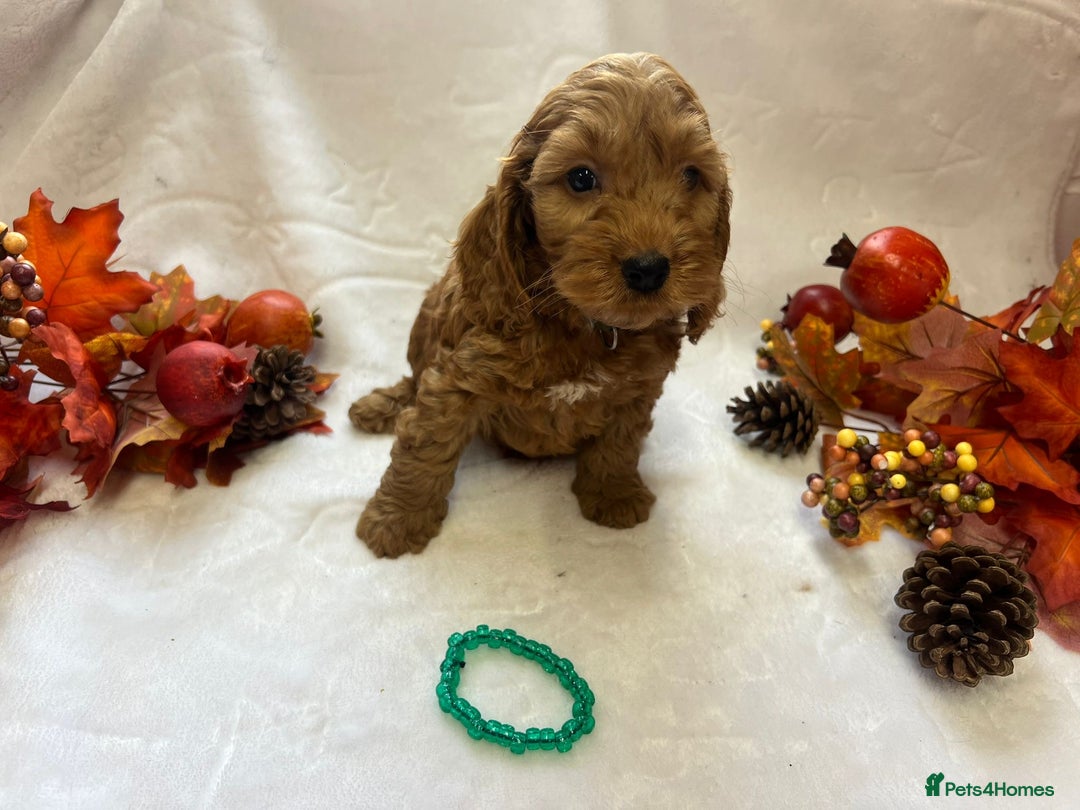 Cockapoo dogs for sale: 4 f1 cockapoo puppies - Image 2