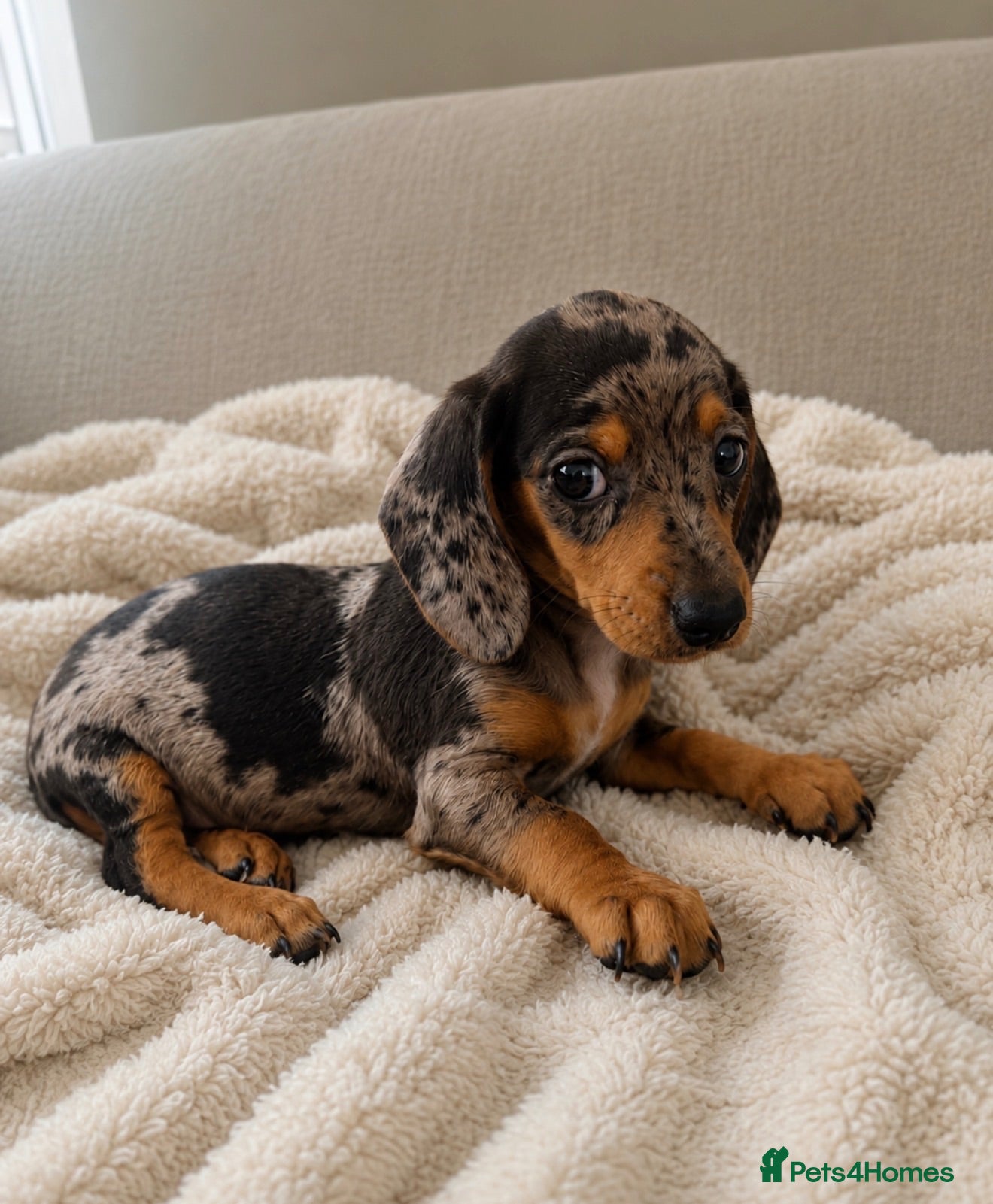 Miniature Dachshund dogs Last 2 Stunning Miniature Dachshunds  - Advert 5