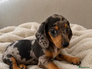 Miniature Dachshund dogs Last 2 Stunning Miniature Dachshunds - Advert 5