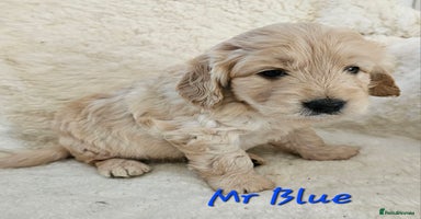 Goldendoodle dogs - Advert 1