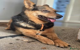 Mixed Breed dogs for adoption: Melanie for adoption - Image 9
