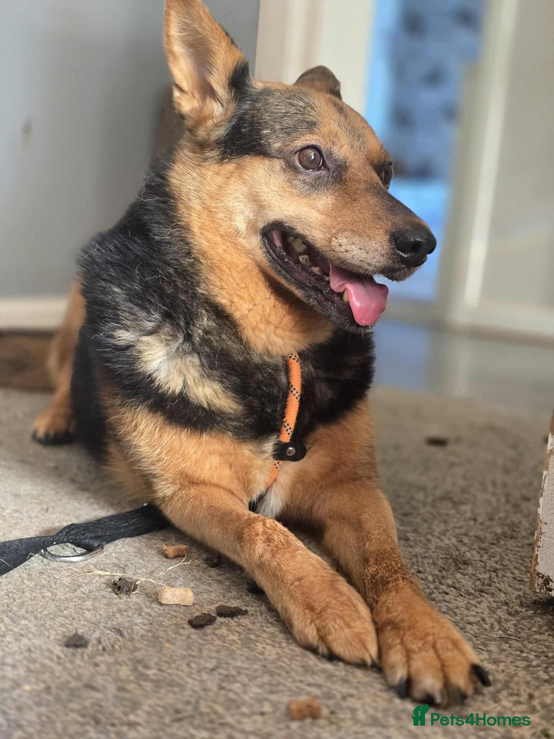 Mixed Breed dogs for adoption: Melanie for adoption - Image 9
