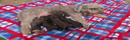 Spanish Water Dog dogs for sale: Spanish water dog  - Advert 4